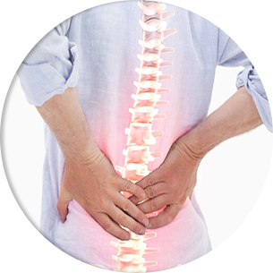spine